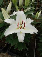 [5291 Iceclear No02.JPG]